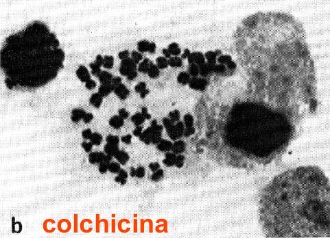 Storia della citogenetica 1955 - Ford e Hamerton: uso della colchicina.