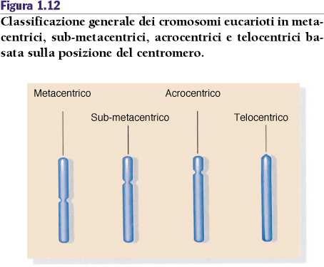 Classificazione secondo la posizione del centromero La posizione del centromero è specifica per ogni