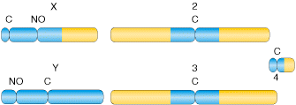 Eucromatina ed eterocromatina Diagramma dei cromosomi di Drosophila