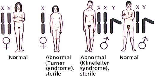 Eucromatina ed