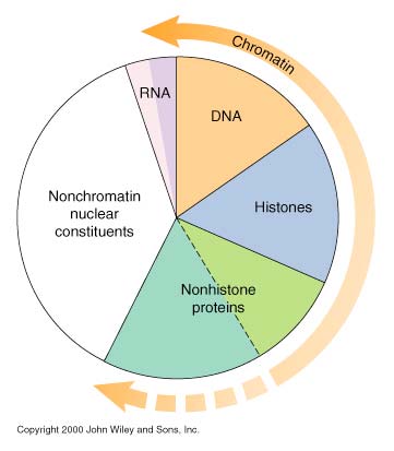 Organizzazione del cromosoma eucariotico Fattore di impacchettamento: la lunghezza del DNA decondensato diviso la lunghezza del DNA condensato. Il più corto cromosoma umano: 4.