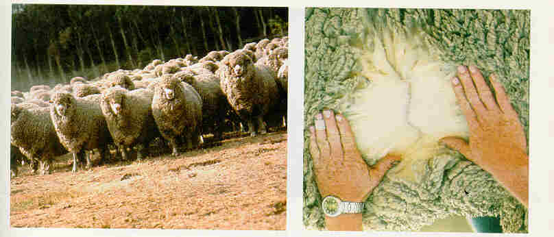 Merinos Attitudine: lana e carne Altre