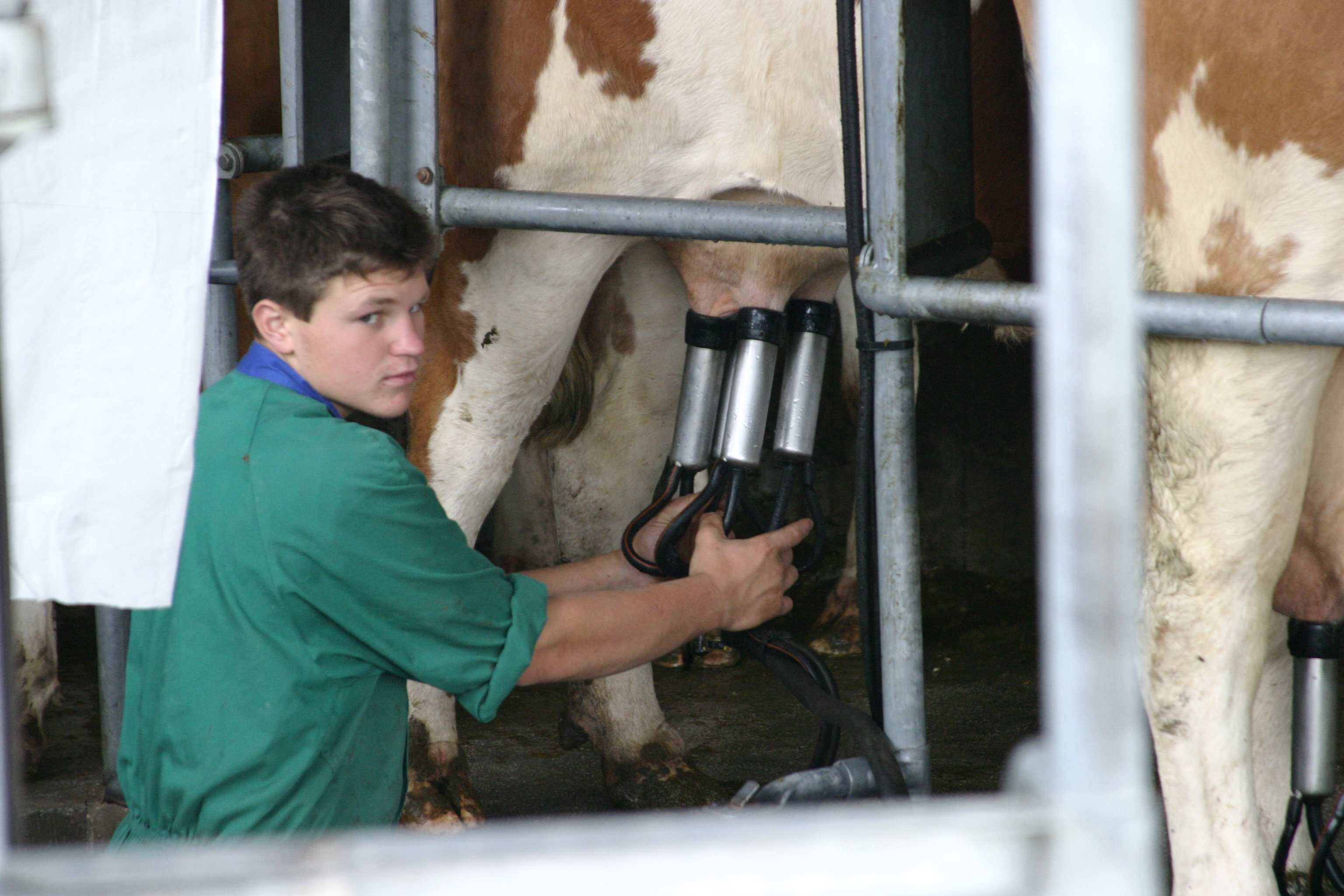 BOVINE DA LATTE Gestione - Produzione mungitura influenza la qualità