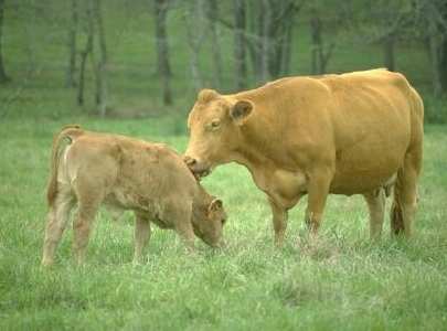 ALLEVAMENTO Evoluzione Fino alla prima metà del secolo scorso: sistema di allevamento era legato alle risorse del territorio e alla disponibilità di foraggi utilizzo di razze autoctone l allevamento