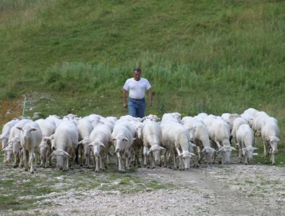 ALLEVAMENTO - Estensivo Possono essere considerate forme di allevamento (ancora) estensivo (o estensivizzato ): l allevamento errante di ovini e