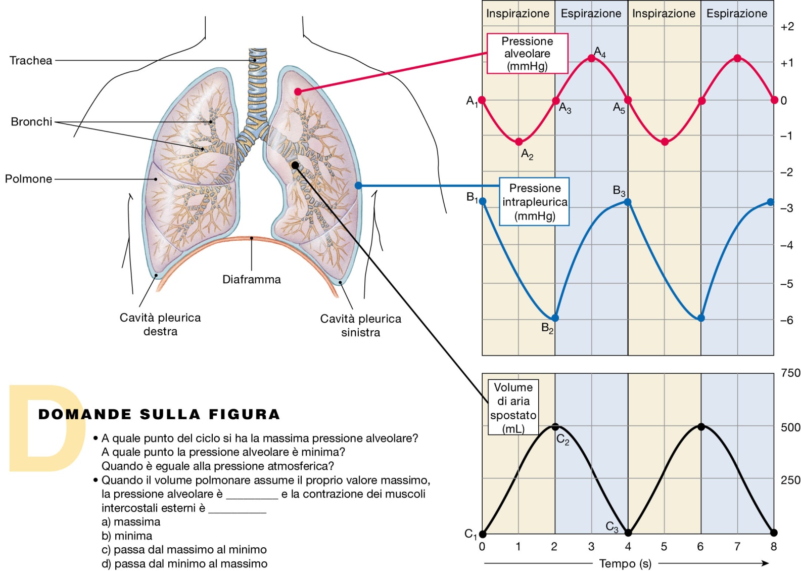 La ventilazione polmonare è determinata dalla profondità e frequenza della respirazione ventilazione