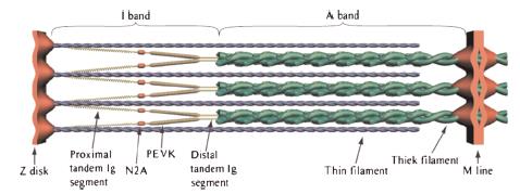RELAZIONE TENSIONE ATTIVA LUNGHEZZA-RUOLO DELLA TITINA Titina: due segmenti arrotolati Ig posti in tandem con l interposizione del segmento PEVK e del sito N2A In ogni