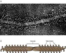 La miofibrilla è il modulo costitutivo del muscolo scheletrico Nelle fibrocellule le miofibrille sono composte dall'associazione di due tipi di filamenti, detti f. spessi e f. sottili.