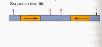 Ricombinazione tra copie di elementi trasponibili: delezioni e inversioni a) ricombinazione