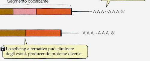 Diagramma di gene eucariote, del suo trascritto primario (pre-mrna), e dell'mrna maturo.