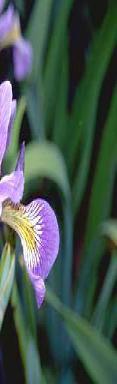 Iris setosa N=18, 2N=36 Iris virginica