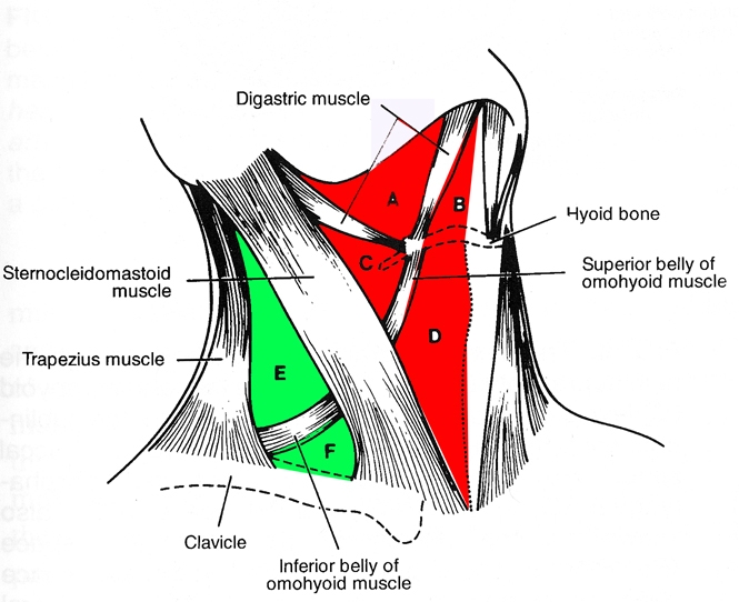 COLLO Distretto anatomico interposto tra la base cranica e la giunzione