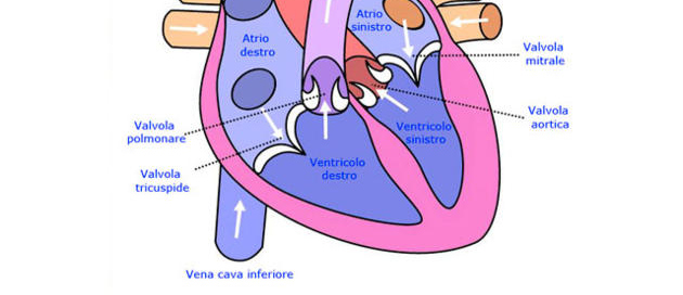 Il cuore contiene quattro cavità atri: due superiori; ventricoli: due inferiori.