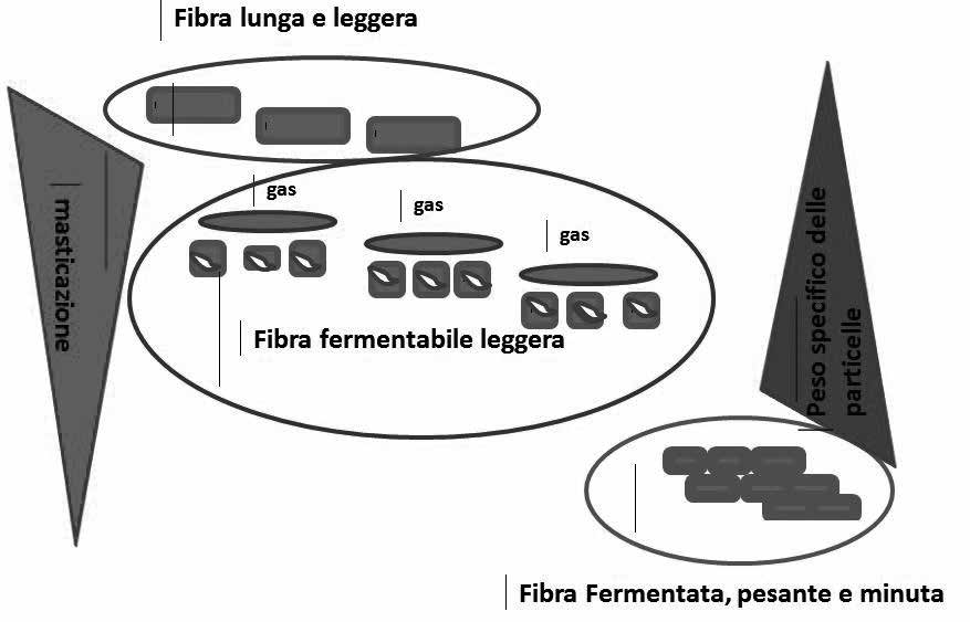 Figura 2. Rappresentazione schematica del modello dinamico di digestione della fibra nel rumine.