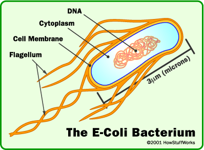 Escherichia coli Piccolo bacillo Gram negativo appartenente alla famiglia delle Enterobacteriaceae, mobile, aerobio/anaerobio facoltativo T ottimale di crescita 37 C Cresce in habitat ampiamente