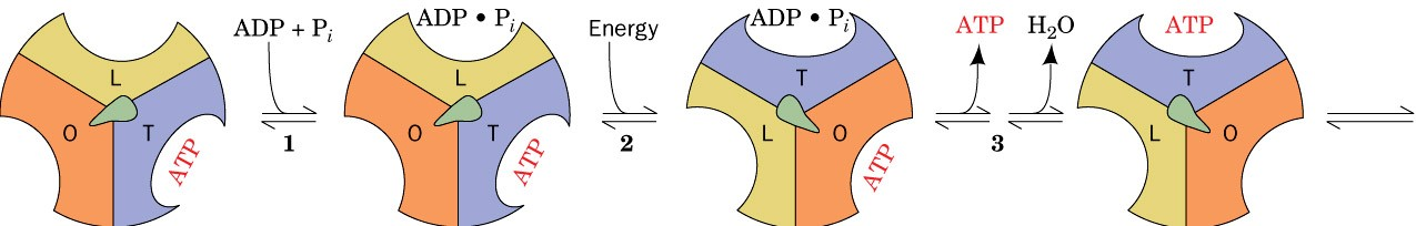 ATP sintasi: meccanismo del cambiamento di legame 1) ADP e Pi si legano debolmente alla subunità ab di F 1 nello stato L 2) - conversione del sito L in sito di legame T dovuto ad un cambio
