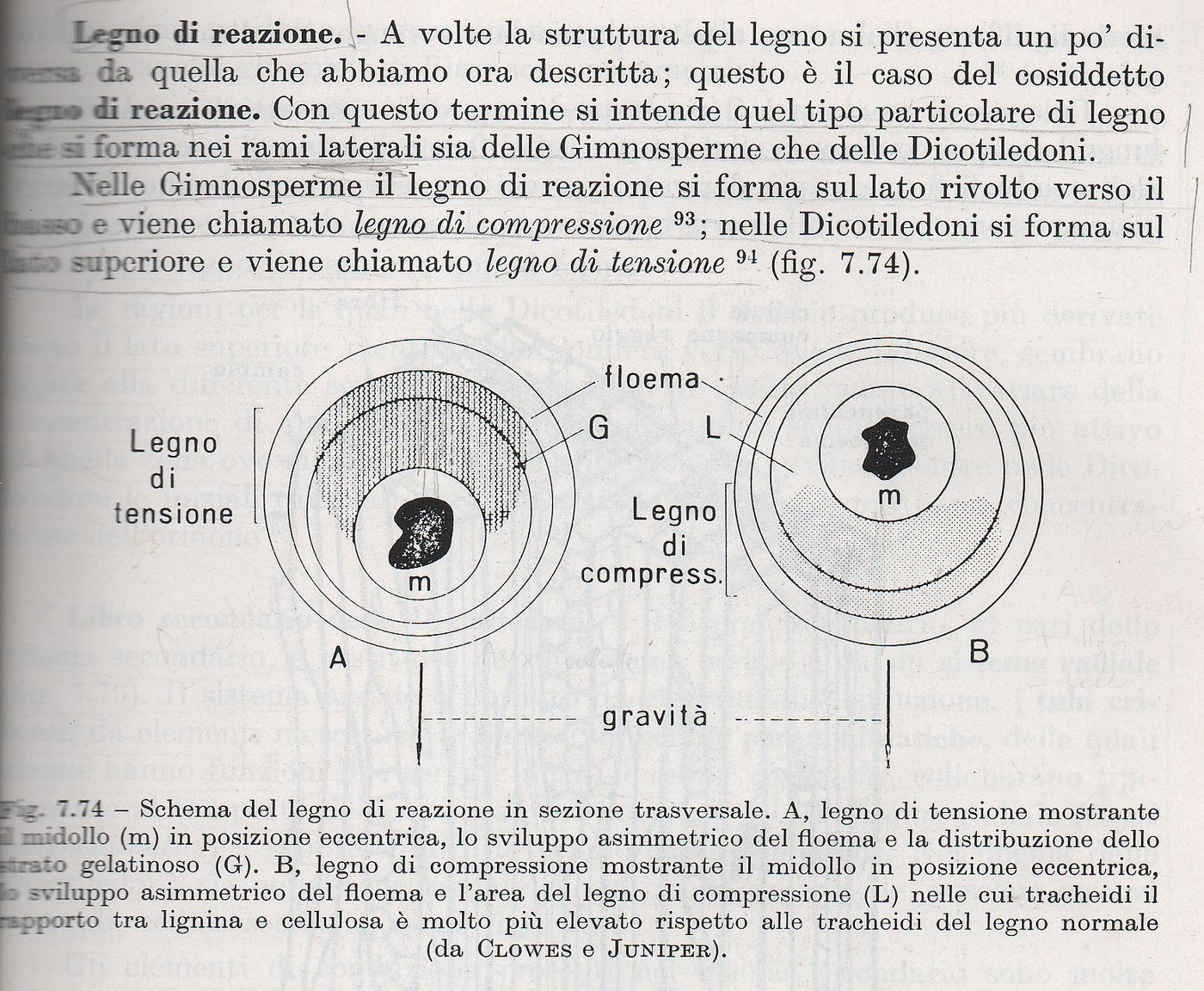 Legno primaverile e legno estivo: nella stessa cerchia annuale sono presenti due differenti forme di legno, quello prodotto nella stagione primaverile, in cui solitamente c'è abbondanza di acqua,