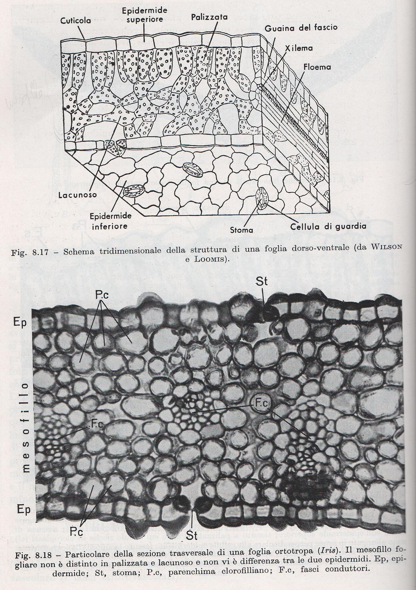 STRUTTURA