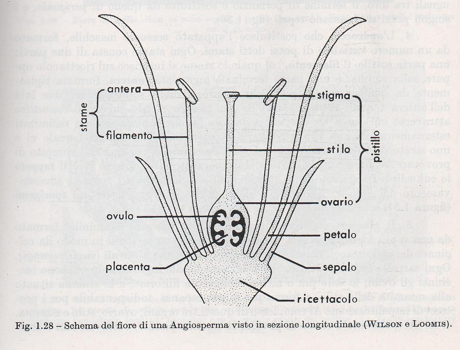 STRUTTURA DEL FIORE Bibliografia utilizzata (comprese le immagini) Elementi