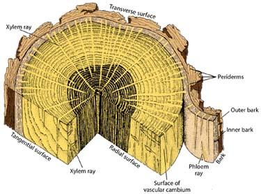 MORFOLOGIA MACROSCOPICA DEL FUSTO IN STRUTTURA SECONDARIA Alburno E la parte viva del fusto ed è ridotta a qualche centimetro Duramen E la parte morta del legno secondario fusto, rappresenta la massa