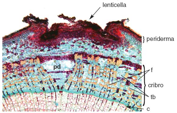 STRUTTURA della corteccia secondaria E costituita da tutti quei