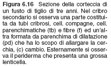 SECONDARIO PERIDERMA ovvero l insieme del cambio