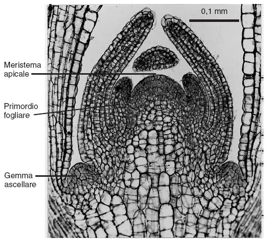 ZONA EMBRIONALE o APICE VEGETATIVO O CONO VEGETATIVO E la zona che contiene il meristema apicale del fusto.