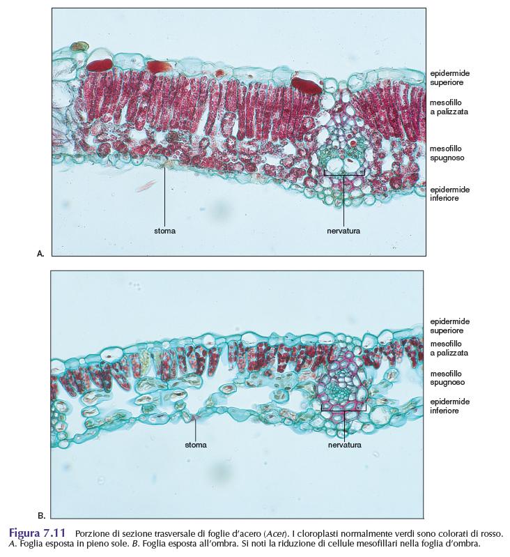 La struttura anatomica della foglia può