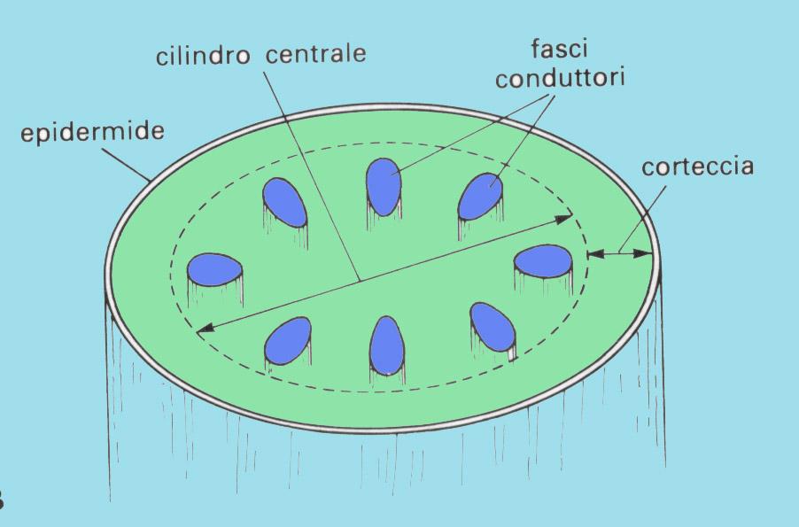 ZONA DI STRUTTURA PRIMARIA dicotiledoni e gimnosperme midollo rm rm rm Corteccia=parenchima corticale è verde nei suoi strati