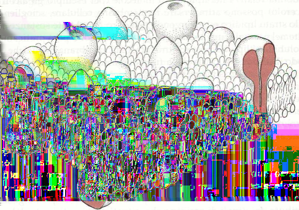 2.2. CITOLOGIA DEL NEURONE Figura 2.3: Sezione della membrana cellulare con le varie componenti.