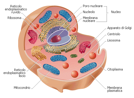 1) La membrana plasmatica: Funzioni: ricopre la cellula e la protegge dall ambiente esterno; per vivere la cellula ha bisogno di comunicare con le altre cellule, la membrana plasmatica ha anche il