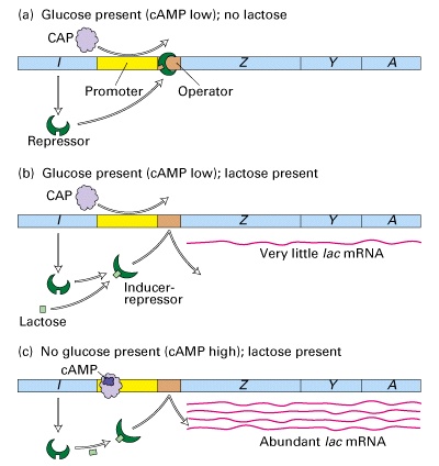 La regolazione del lac-operon avviene a due livelli la carenza di glucosio induce la sintesi di camp e l attivazione di CAP 1 livello: Il repressore Lac opera una regolazione negativa; l operone è