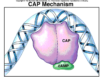 La proteina CAP sforza l elica, ripiegandola.