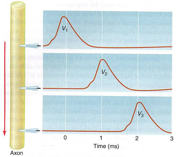 Nel caso di presenza continua sulla membrana di canali voltaggio-dipendenti per Na+ (propagazione continua),