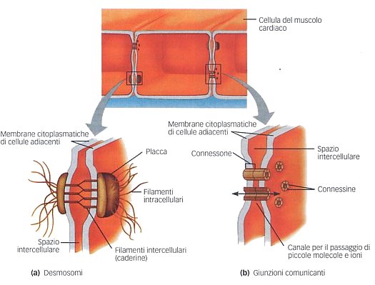 Le giunzioni strette (gap junction): sono canali proteici che collegano il citosol di due cellule muscolari cardiache vicine.