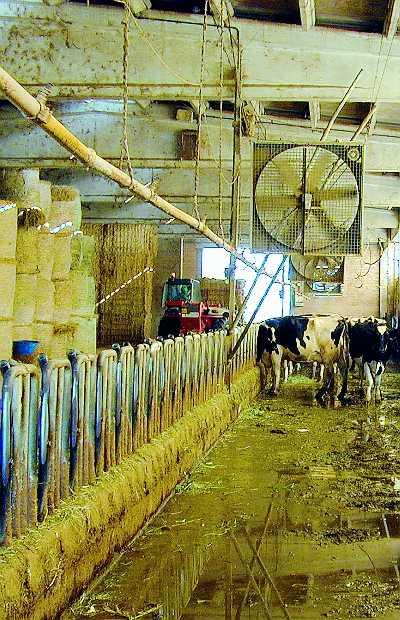 Benessere vacche da latte - Caldo Fattori di stress nella vacca da latte (con UNI BO, finanz. RER, 1995-1996): prove sperimentali di impianto di raffrescamento con ventilazione forzata e docce.