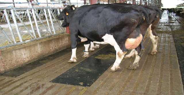 Benessere vacche da latte - Pavimenti Confronto tecnico-economico di pavimentazioni di stalle per bovini: implicazioni produttive e igienico-sanitarie e possibili effetti sul benessere animale e