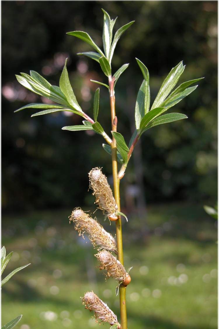 Il salice da vimini (S. viminalis) è un vigoroso arbusto, spesso coltivato a capitozza che predilige terreni limoso-sabbiosi e le rive di fiumi e canali.