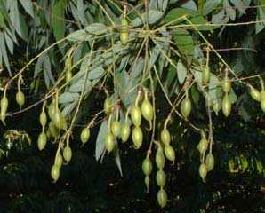 ALBERI II GRANDEZZA SOPHORA JAPONICA FLORA ESOTICA Sophora del Giappone, Robinia del Gippone, Albero pagoda 10-15m 6-8 m Globoso - espanso Eliofila Ubiquitaria Estiva,