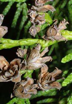 ALBERI III GRANDEZZA FOGLIE PERSISTENTI CONIFERA THUJA PLICATA FLORA ESOTICA Tuia gigante > 30 m 6-8 m Conico Foglia persistente Meso - igrofila Primaverile Piccoli coni