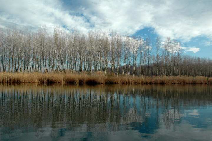 Le paludi e il lago Il Lago di Candia comprende lo specchio d acqua principale, ma anche canali, stagni e paludi Questo insieme costituisce la zona umida protetta del Parco la Palude di Candia che ha
