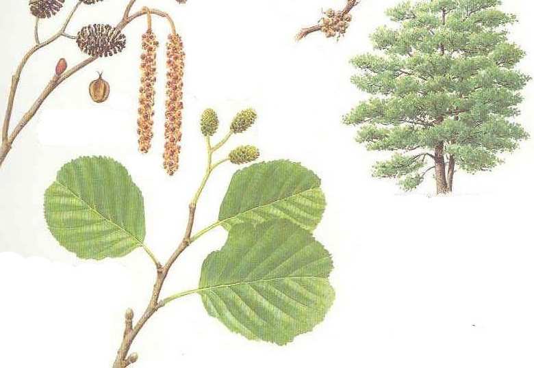 Famiglia Betulacee Include le Betulle (non illustrate in quanto inconfondibili) Genere Alnus: gli Ontani Arbusti-alberimonoici