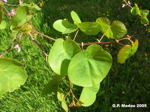Famiglia Leguminose include le acacie Il frutto è un legume Albizia Robinia falsa acacia specie americana, invasiva Sophora sp