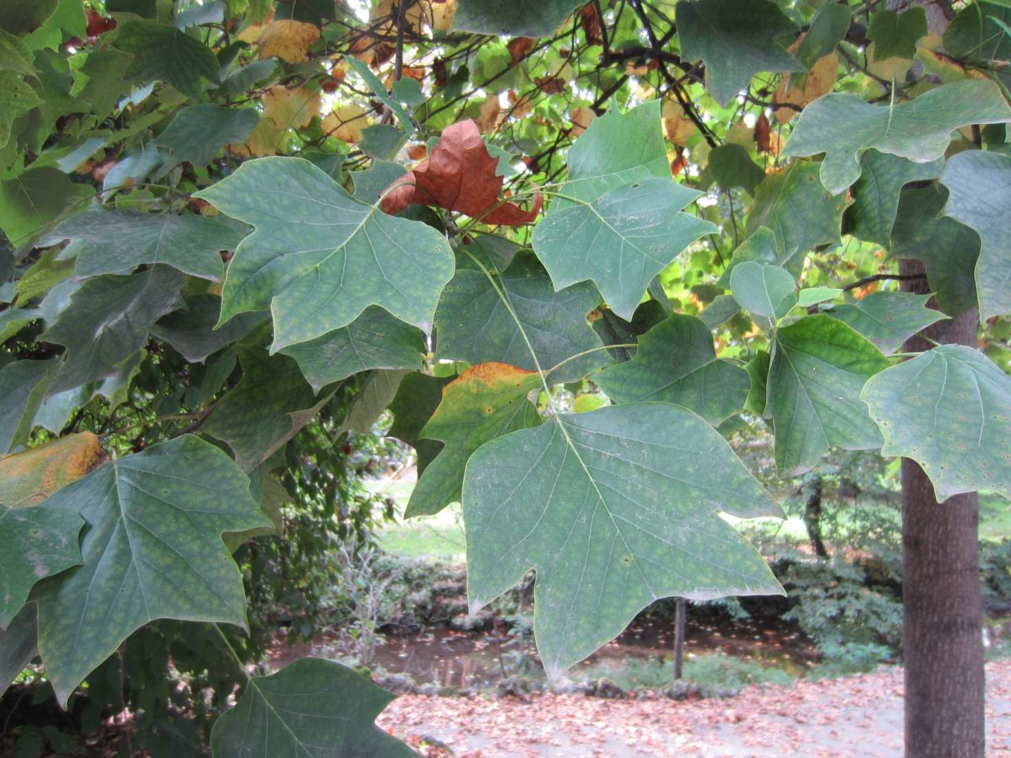Famiglia Magnoliacee Magnoglie Della stessa famiglia: il Liriodendro, specie americana,