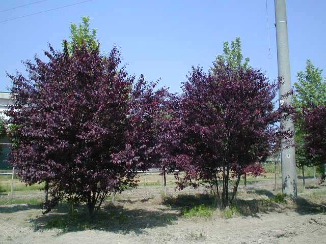 Famiglia Rosacee genere Prunus: ciliegi da fiore e altre drupacee ornamentali Ciliegio P.