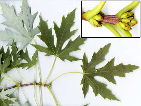 Acer platanoides Acer