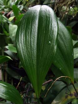 bromelia