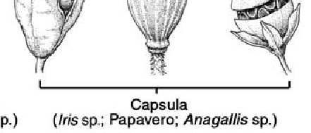 Frutti secchi deiscenti Capsula deriva da ginecei bi- o pluri-carpellari, che si