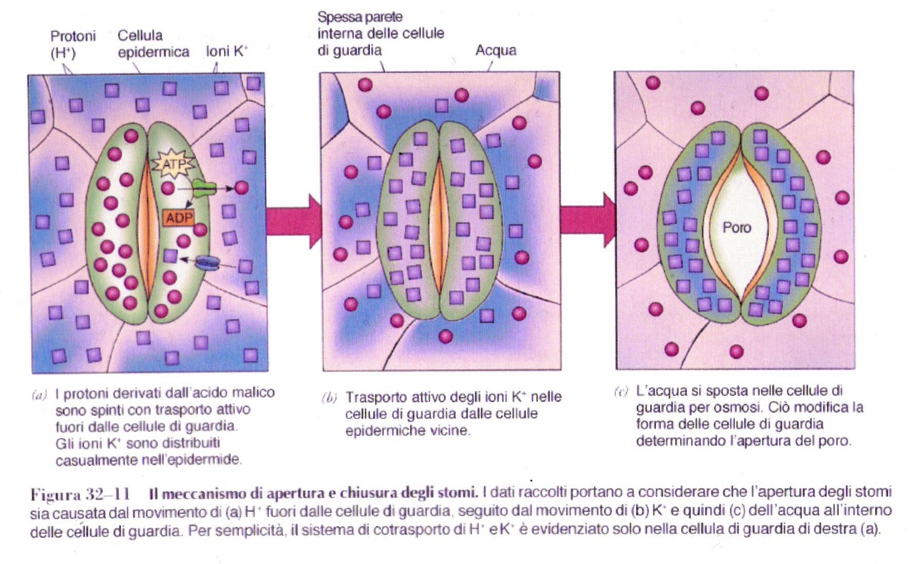 FOGLIA DI DICOTILEDONE Meccanismo