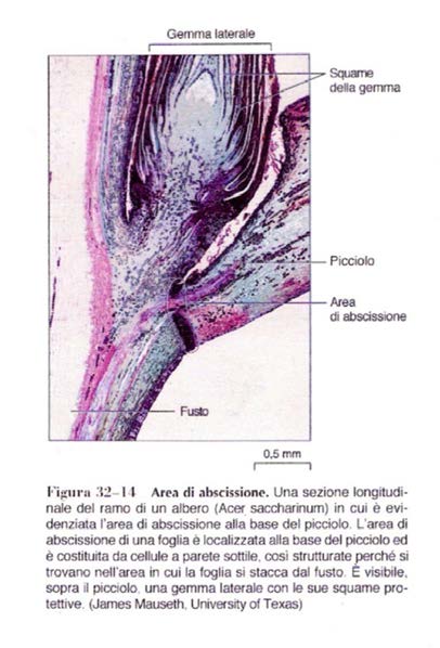 FOGLIA DI DICOTILEDONE PICCIOLO - Strato di abscissione D autunno le cellule alla base del picciolo proliferano.